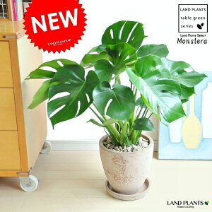 観葉植物 デリシオーサ モンステラの通販 価格比較 価格 Com