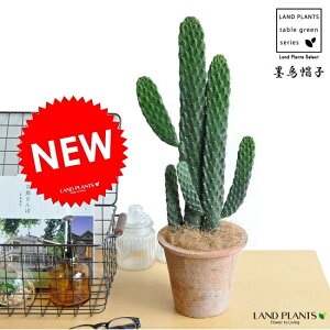 サボテン 帽子 観葉植物の人気商品 通販 価格比較 価格 Com