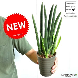 観葉植物 多肉植物 サンスベリアの人気商品 通販 価格比較 価格 Com