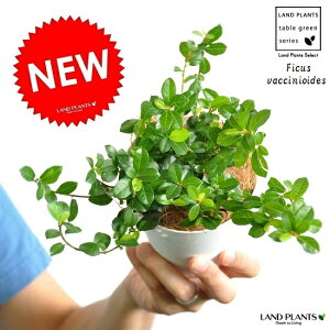 yTCYz@NEW!!@tBJXVOi鐫KW}j@FvX`bNZbg@4TCY@enCkr@Ficus vaccinioides@hV̓E|CgEϗtA