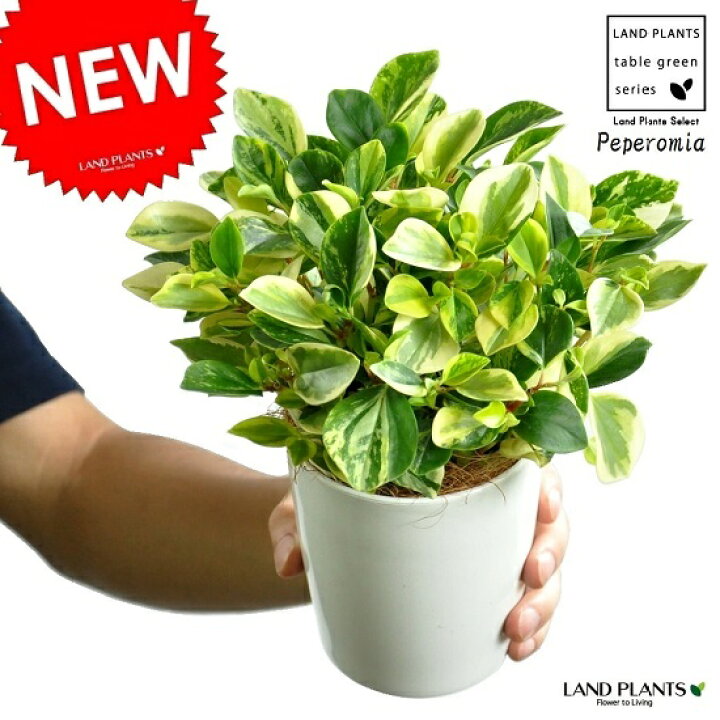 楽天市場 New ペペロミア グラベラ 白色プラスチック鉢セット 4号サイズ 多肉質の植物 Peperomiaサダソウ属 佐田草属 敬老の日 ポイント消化 観葉植物 多肉植物 ペペロミアグラベラ ランドプランツ
