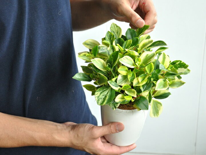 楽天市場 New ペペロミア グラベラ 白色プラスチック鉢セット 4号サイズ 多肉質の植物 Peperomiaサダソウ属 佐田草属 敬老の日 ポイント消化 観葉植物 多肉植物 ペペロミアグラベラ ランドプランツ