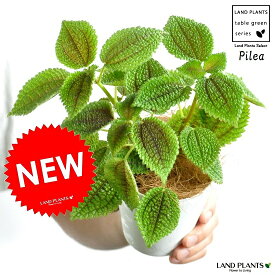 NEW!!　ピレア・ムーンバレー　白色プラスチック鉢セット　4号サイズ　多肉質の植物・Pilea・アサバソウ　ポイント消化・観葉植物・多肉植物