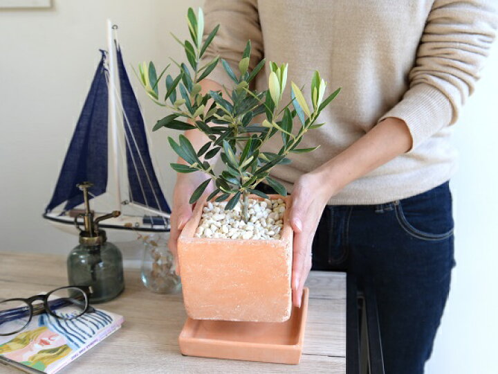 楽天市場 オリーブ オレンジテラコッタ キューブ陶器 卓上サイズの オリーブの木 室内ｏｋ オレンジ 陶器鉢 植木鉢 四角 スクエア 茶色 ランドプランツ