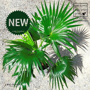 ヤシ(ビロウヤシ) 8号 プラスチック鉢 1鉢 ビロウヤシ ヤシの木 シナビロウ Livistona Chinensis