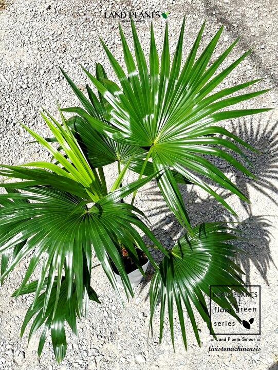 大型 植物 ビロウヤシ ヤシの木（希少 葉数多め♡ コンパクトサイズ 