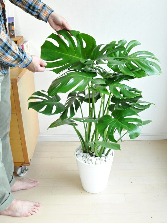 楽天市場】new!! 美しい モンステラ 白セラアート鉢に植えた 