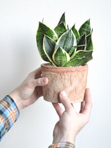 �T���X�x���A�i�O���[���O�����f�j ���F ���X�|�b�g �V�����_�[�^ ���픫 �y���F���΁E��ĕ��z�T���Z�x���A ��C���� �Ղ̔� �g���̔� �g���m�I �� ���A�� ���� �f�� �e���R�b�^ �c �c�� MO