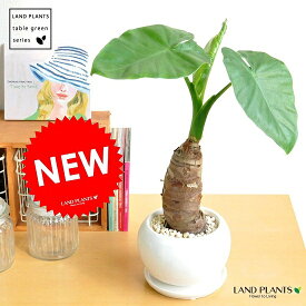 New!!　クワズイモ　白色大丸型陶器鉢に植えた　アロカシア【楽ギフ_のし】【楽ギフ_のし宛書】【楽ギフ_メッセ】【楽ギフ_メッセ入力】芋　アローカシア　サトイモ　出世芋　アジアングリーン　トトロ　傘　食わず芋　敬老の日　ポイント消化　観葉植物