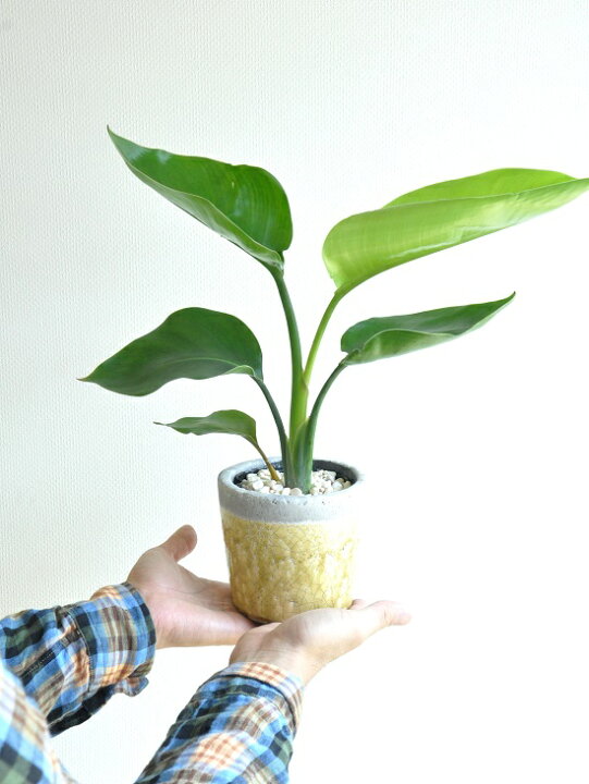 楽天市場 New オーガスタ やさしい色あいの陶器鉢に植えた ストレリチア ニコライ クレーパ陶器 黄色 天国の白い鳥 風水 ストレチア 敬老の日 ポイント消化 観葉植物 ランドプランツ