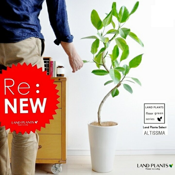 楽天市場 アルテシーマ 3dカーブ 曲がり 白色 トール 陶器鉢 スリム型 ココファイバー 受皿 育て方 鉢植え 大型 斑入り ゴム ゴムの木 葉模様 白 ホワイト 丸 観葉植物 丸い葉 送料無料 ランドプランツ 楽天市場 アルテシーマ 3dカーブ 曲がり 白色 トール 陶器鉢 スリム型 ココファイバー 受皿 育て方 鉢植え 大型 斑入り ゴム ゴムの木 葉模様 白 ホワイト 丸 観葉植物 丸い葉 送料無料 ランドプランツ