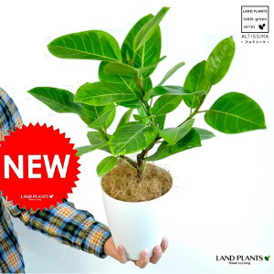 NEW!! アルテシーマ 6号卓上サイズ 斑入りゴムの木【楽ギフ_のし】【楽ギフ_のし宛書】【楽ギフ_メッセ】【楽ギフ_メッセ入力】フィカス アルテシーマゴム ゴムノキ アルテシマゴム