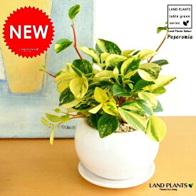 Re:NEW!!　ペペロミア・グラベラ　白色丸型陶器に植えた　多肉質の植物　敬老の日　ポイント消化　観葉植物
