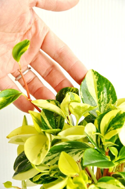 楽天市場 Re New ペペロミア グラベラ 白色丸型陶器に植えた 多肉質の植物 敬老の日 ポイント消化 観葉植物 ランドプランツ