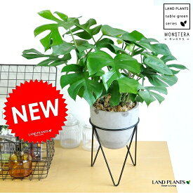 楽天市場 アイアン 種類 植物 モンステラ 観葉植物 花 観葉植物 花 ガーデン Diyの通販 楽天市場 アイアン 種類 植物 モンステラ 観葉植物 花 観葉植物 花 ガーデン Diyの通販