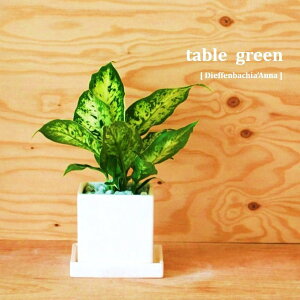 y ϗtA z @table green series@e[uO[ V[Y@fBtFoLAEAi@hV̓@|Cg@ϗtA