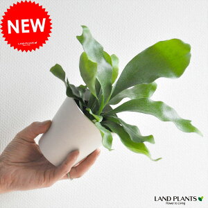 【 観葉植物 】【 珍しい 】オブジェのような植物! コウモリラン 敬老の日 ポイント消化 観葉植物