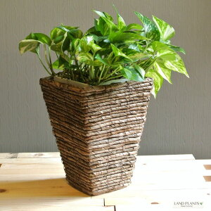 ポトス(オーレア) 5号 スクエア トール型 鉢カバー(茶色) 6号サイズ 茶 こげ茶 ブラウン 四角 スクエア 観葉植物 植物 アレンジ カゴ 籠 篭 送料無料