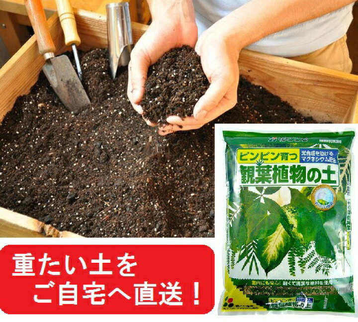楽天市場 観葉植物の土 5l 失敗しない 失敗させない ピンピン育つ 専用用土シリーズ ウンベラータ ガジュマル 敬老の日 ポイント消化 観葉植物 ランドプランツ