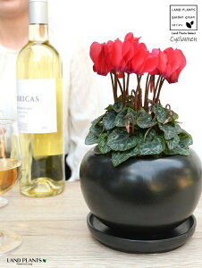 VNiԉԁj F  픫 yVRӐ΁EMz K[fVN JKroii⾉Ήԁj u^m}WEi؂\j c c ԕc  A A  bh  ub