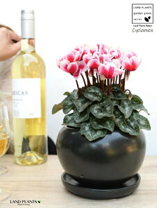 K[fVNiFԉԁj F  픫 yVRӐ΁EMz VN tC ~bNX JKroii⾉Ήԁj u^m}WEi؂\j c c ԕc  A 