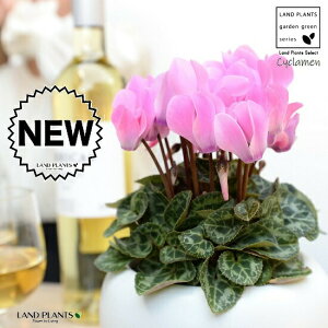 K[fVNisNj F ی^ 픫 yVRӐ΁EMz VN tC ~bNX JKroii⾉Ήԁj u^m}WEi؂\j c c ԕc  A A 