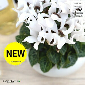 K[fVNiԁj F ی^ 픫 yVRӐ΁EMz VN tC ~bNX JKroii⾉Ήԁj u^m}WEi؂\j c c ԕc  A A  