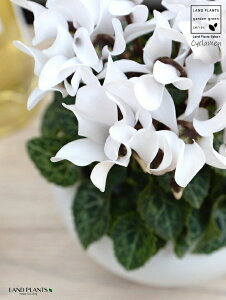 K[fVNiԁj F ی^ 픫 yVRӐ΁EMz VN tC ~bNX JKroii⾉Ήԁj u^m}WEi؂\j c c ԕc  A A  