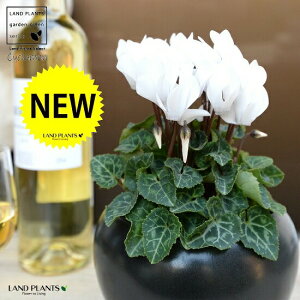 K[fVNiԁj F  픫 yVRӐ΁EMz VN tC ~bNX JKroii⾉Ήԁj u^m}WEi؂\j c c ԕc  A A  