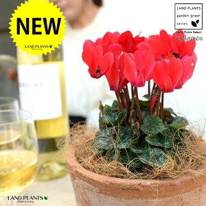 �K�[�f���V�N�������i�ԉԁj ���F ���X�|�b�g �V�����_�[�^ ���픫 �y�R�R�t�@�C�o�[�z �V�N������ �t�C�� �~�b�N�X �J�K���r�o�i�i⾉Ήԁj �u�^�m�}���W���E�i�؂��\���j �c �c�� �ԕc 