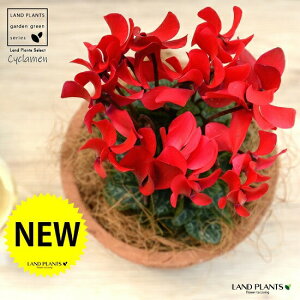 �K�[�f���V�N�������i�ԉԁj ���F ���X�|�b�g �V�����_�[�^ ���픫 �y�R�R�t�@�C�o�[�z �V�N������ �t�C�� �~�b�N�X �J�K���r�o�i�i⾉Ήԁj �u�^�m�}���W���E�i�؂��\���j �c �c�� �ԕc 