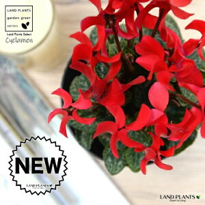 K[fVNiԉԁj 4 F vX`bN VN tC ~bNX JKroii⾉Ήԁj u^m}WEi؂\j c c ԕc  A A  bh  z