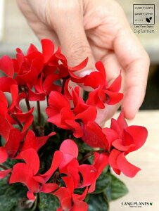 K[fVNiԉԁj 4 F vX`bN VN tC ~bNX JKroii⾉Ήԁj u^m}WEi؂\j c c ԕc  A A  bh  z