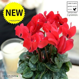 K[fVNiԉԁj 4 F vX`bN yRRt@Co[z VN tC ~bNX JKroii⾉Ήԁj u^m}WEi؂\j c c ԕc  A A