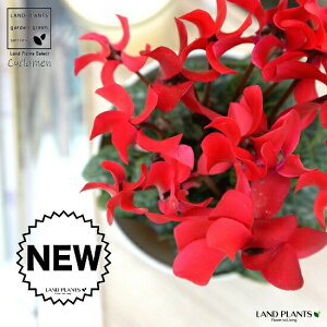 K[fVNiԉԁj 4 F vX`bN yRRt@Co[z VN tC ~bNX JKroii⾉Ήԁj u^m}WEi؂\j c c ԕc  A A