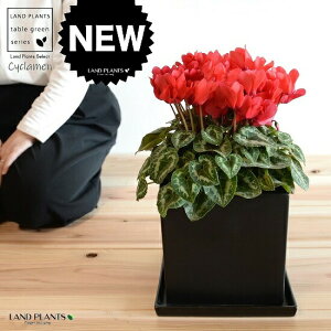 �V�N�������i�ԉԁj ���F �L���[�u�^ ���픫 L�T�C�Y �y�R�R�t�@�C�o�[�E��M�z�V�N������ �t�C�� �~�b�N�X �J�K���r�o�i�i⾉Ήԁj �u�^�m�}���W���E�i�؂��\���j �c �c�� �ԕc ���� ���A