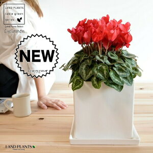 VNiԉԁj F L[u^ 픫 LTCY yRRt@Co[EMzVN tC ~bNX JKroii⾉Ήԁj u^m}WEi؂\j c c ԕc  A