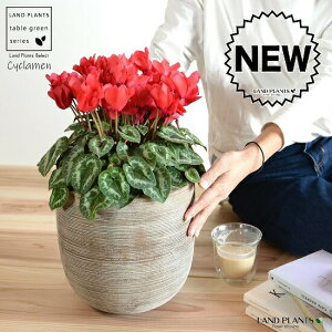 �V�N�������i�ԉԁj �f�U�C���̗ǂ� �e���R�b�^�� ���ȁy�R�R�t�@�C�o�[�E��M�z�V�N������ �t�C�� �~�b�N�X �J�K���r�o�i�i⾉Ήԁj �u�^�m�}���W���E�i�؂��\���j �c �c�� �ԕc ���� ��