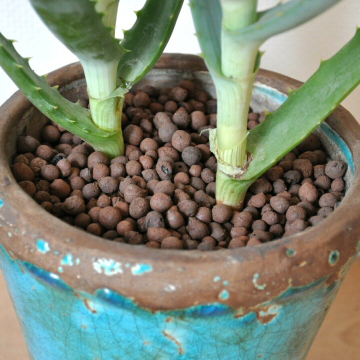 アロエ パキダクキロス 観葉植物 陶器鉢付き カッシーナ ボーコンセプト 送料無料新品