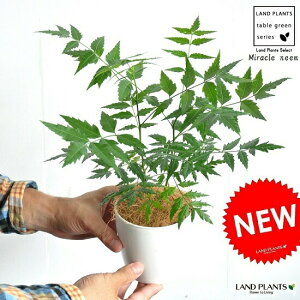 観葉植物 ニームの木の人気商品 通販 価格比較 価格 Com