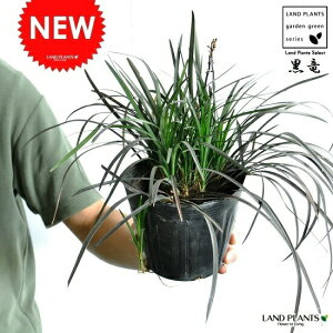 NEW!! コクリュウ 黒竜 5号サイズ Ophiopogon planiscapus 草・ジャノヒゲ・苗・苗木・玉竜・竜のヒゲ・鉢・鉢植え 黒龍・敬老の日・ポイント消化・観葉植物・リュウノヒゲ(竜の髭・ジャ