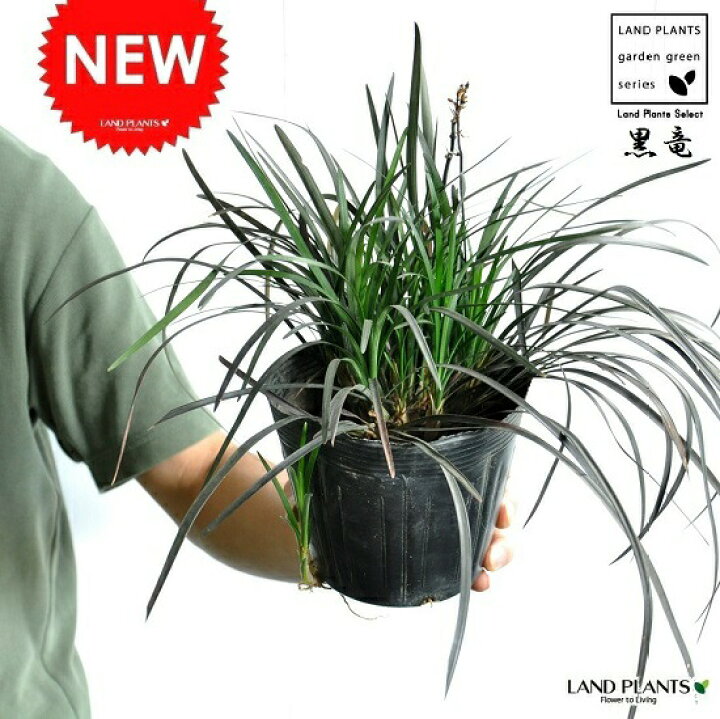 楽天市場】NEW!! コクリュウ 黒竜 5号サイズ Ophiopogon planiscapus 