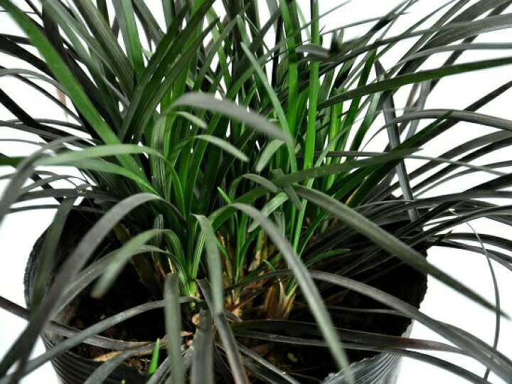 NEW コクリュウ 黒竜 5号サイズ Ophiopogon planiscapus 草・ジャノヒゲ・苗・苗木・玉竜・竜のヒゲ・鉢・鉢植え 黒龍・敬老の日・ポイント消化・観葉植物・リュウノヒゲ 竜の髭・ジャノヒゲ ランドファーム