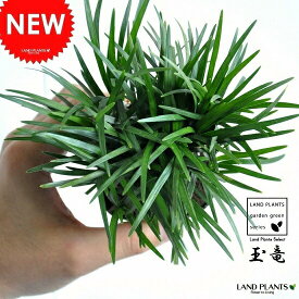 楽天市場 リュウノヒゲ 花 ガーデン Diy の通販