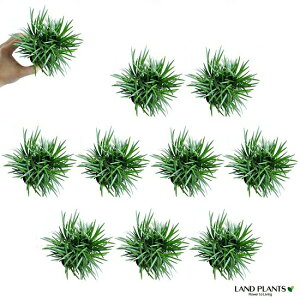 NEW!!@^}Eiʗj@10Zbg@2.5TCY@7.5cm|bgEMNEE̕EEEmqQÊЂ @OhJo[EoRjXgEWmqQ@|CgEA@c