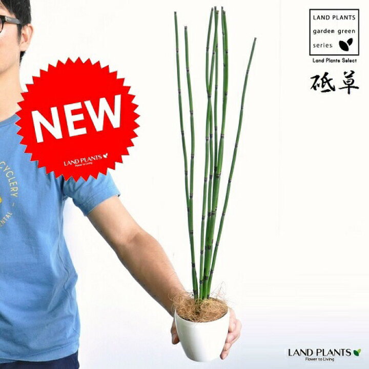 楽天市場 New トクサ 砥草 3号サイズ 白色プラスチック鉢 木賊 とくさ Equisetum Hyemale 水草 湿地 バルコニスト 坪庭 庭園 造園 モダン ポイント消化 植物 つくし 苗 苗木 鉢 鉢植え 寄せ植え 生け花 土留め 駐車場 ランドプランツ