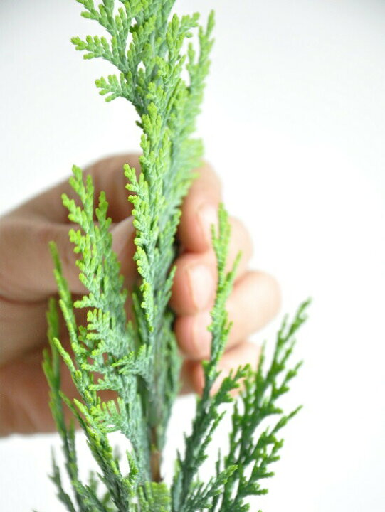 楽天市場 コニファー アルミゴールド 3号 苗ポット 成長速度の速い植物 寄せ植えや お庭のシンボルツリーに クリスマスツリー 垣根 生垣 苗 苗木 鉢植え ポイント消化 観葉植物 ポイント消化 ランドプランツ
