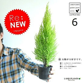 ゴールドクレスト　3号　（6本セット）　苗木　コニファー　成長速度の速い植物　寄せ植えや、お庭のシンボルツリーに！　ウィルマ　クリスマスツリー　クレスト　垣根　生垣　ポイント消化 観葉植物　敬老の日　ポイント消化　観葉植物