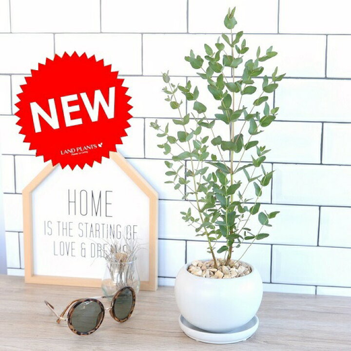 楽天市場 ユーカリ グニー 白色 丸形 陶器鉢 丸鉢 鉢植え 陶器 ホワイト ユーカリの木 ユーカリプタス フトモモ グニ コアラ 観葉植物 送料無料 ランドプランツ