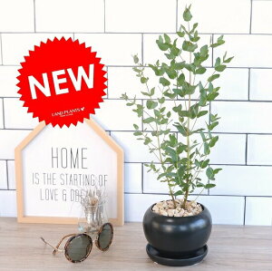 ユーカリ の木 鉢植え 観葉植物の人気商品 通販 価格比較 価格 Com
